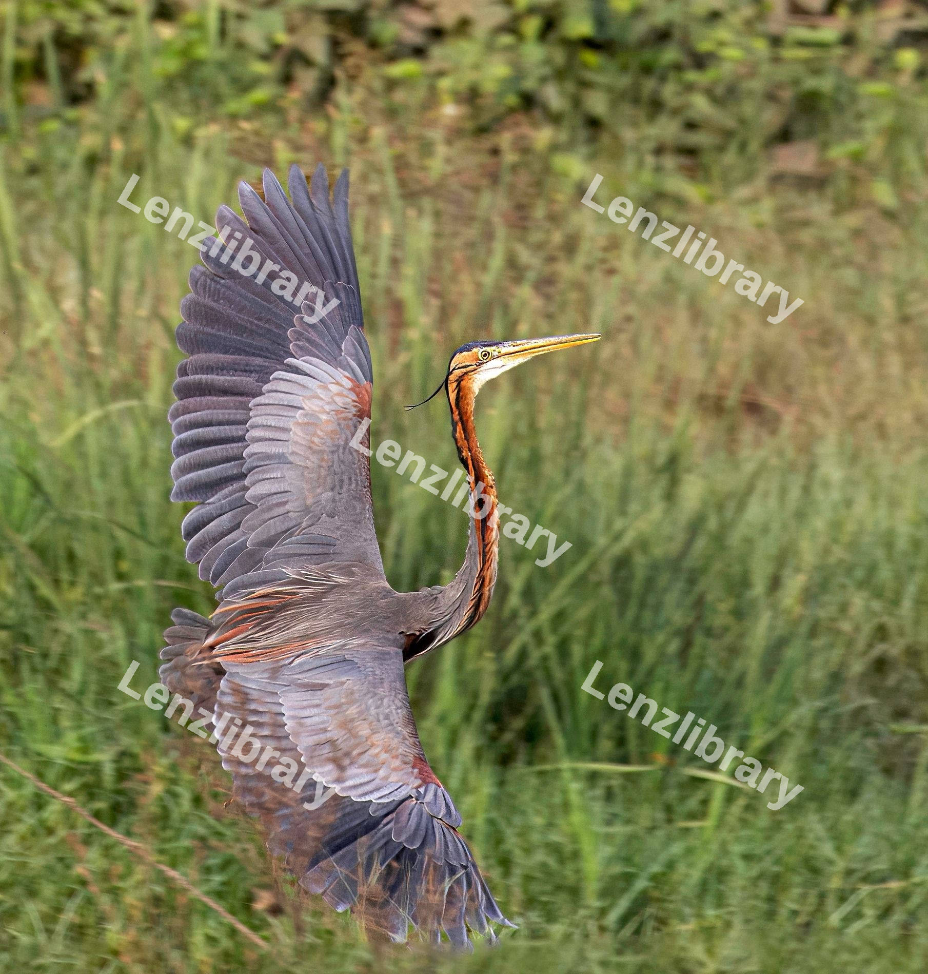 Purple Heron Bird